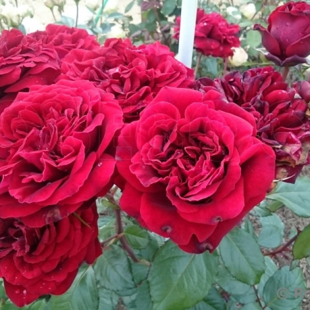 Фото 3. Роза 