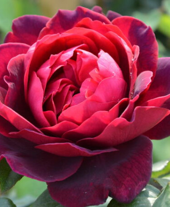 Роза Astrid Grafin von Hardenberg в каталоге СЦ Корекозево