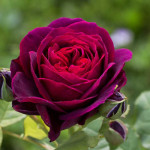 Миниатюра 3. Роза 