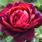 Миниатюра 1. Роза 