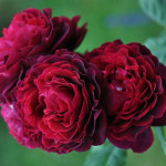 Миниатюра 4. Роза 