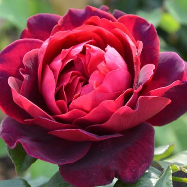 Фото 1. Роза 