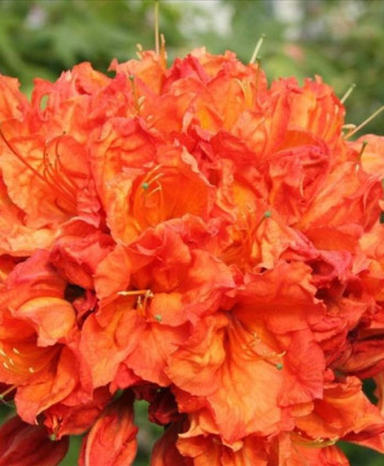 Рододендрон (Азалия) Фейерверк в каталоге СЦ Корекозево