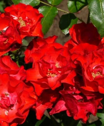 Роза Crimson Meidiland в каталоге СЦ Корекозево