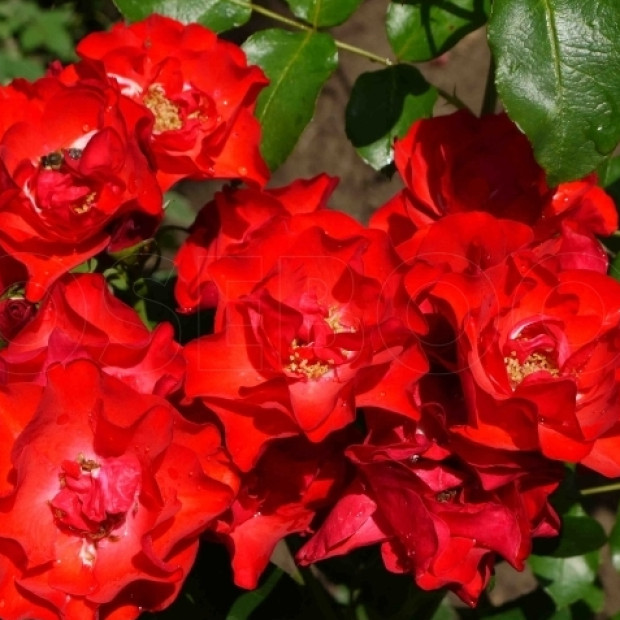 Фото 1. Роза 