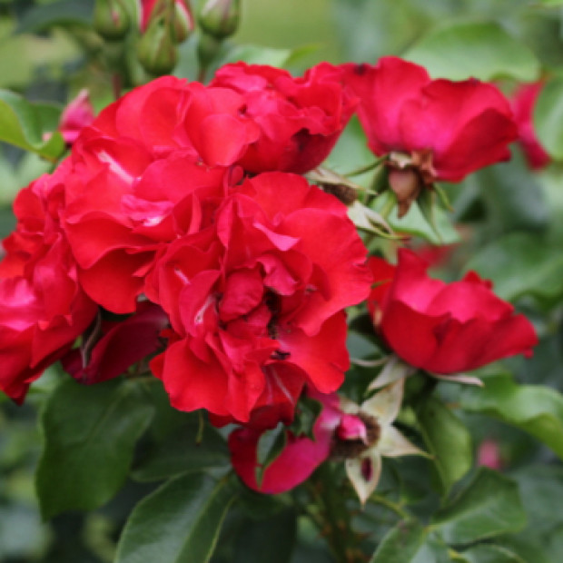 Фото 3. Роза 