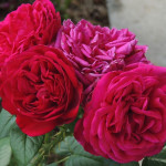 Миниатюра 3. Роза 