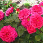 Миниатюра 4. Роза 