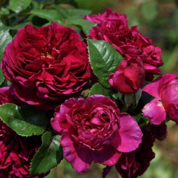 Фото 2. Роза 