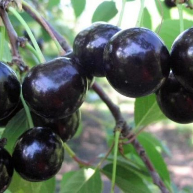 Фото 2. Вишня 