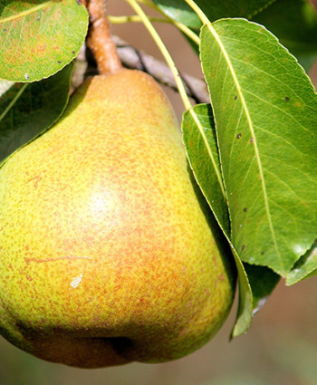 Груша «Кафедральная» в каталоге СЦ Корекозево