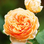 Миниатюра 2. Роза 