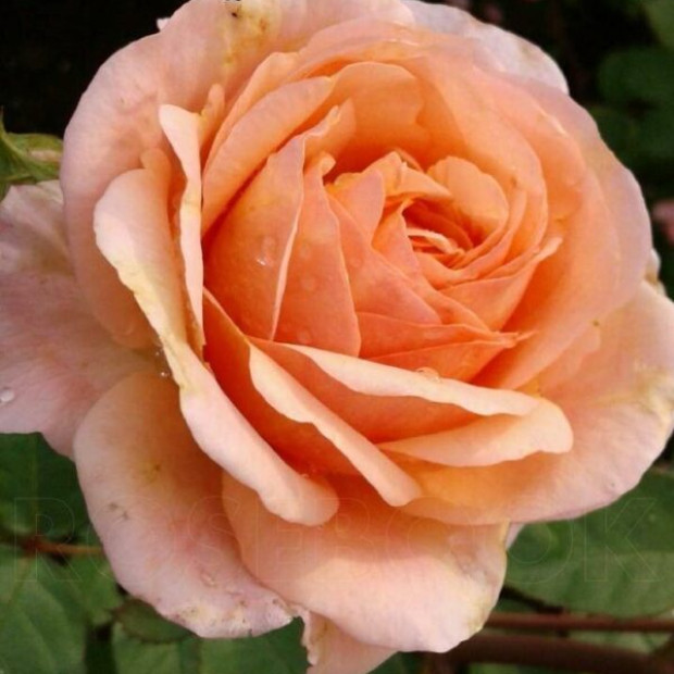 Фото 3. Роза 