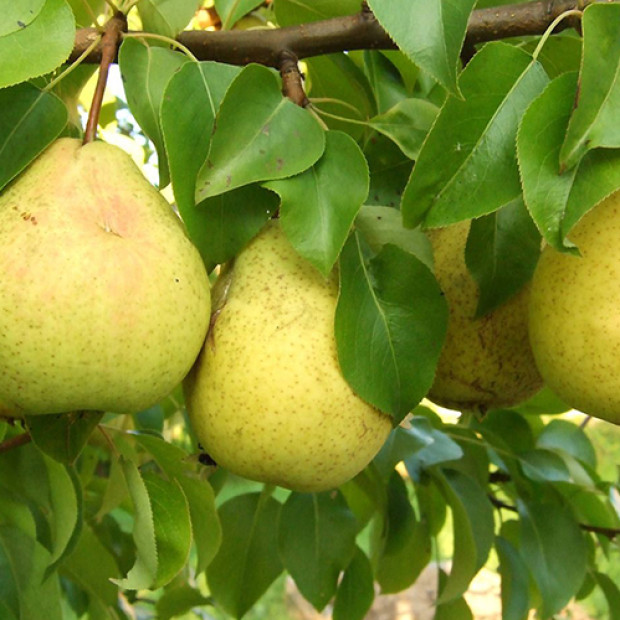 Фото 3. Груша «Кафедральная» в каталоге СЦ Корекозево