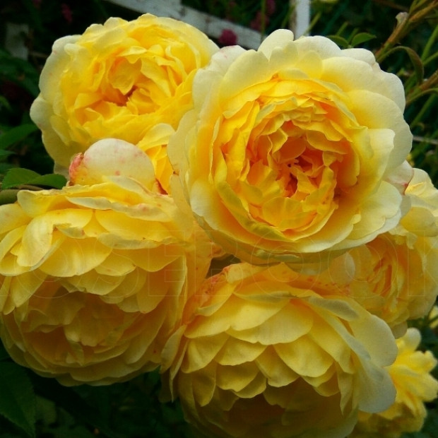 Фото 2. Роза 