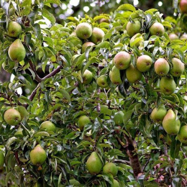 Фото 2. Груша «Памяти Жегалова» в каталоге СЦ Корекозево