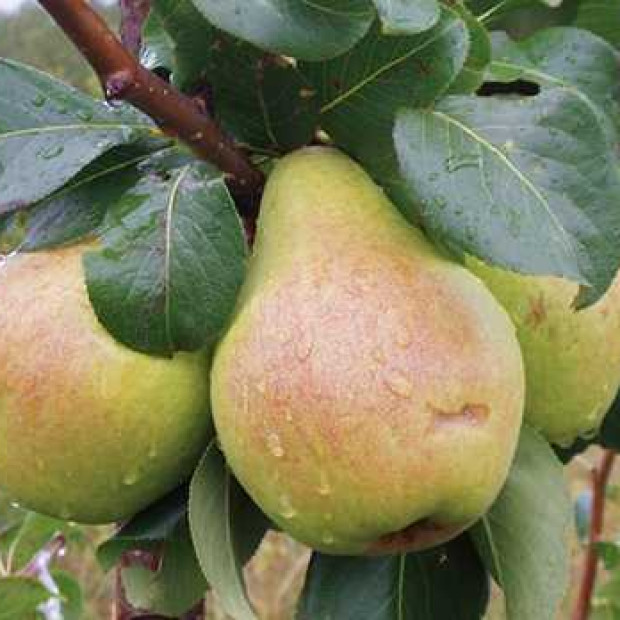 Фото 4. Груша «Памяти Жегалова» в каталоге СЦ Корекозево