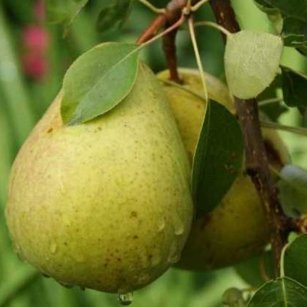 Фото 1. Груша «Памяти Жегалова» в каталоге СЦ Корекозево