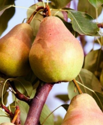 Груша «Феерия» в каталоге СЦ Корекозево