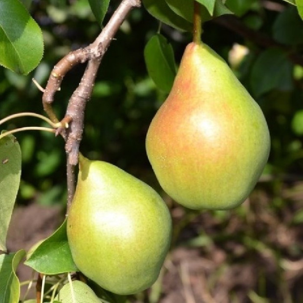 Фото 2. Груша «Феерия» в каталоге СЦ Корекозево