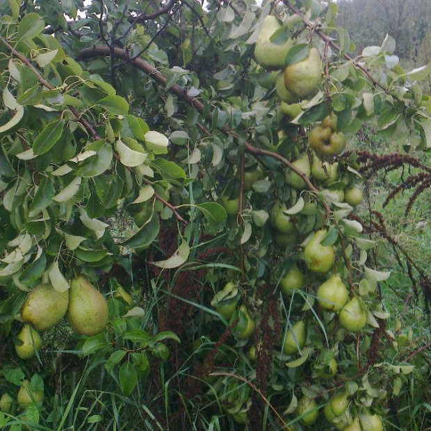 Фото 3. Груша «Феерия» в каталоге СЦ Корекозево