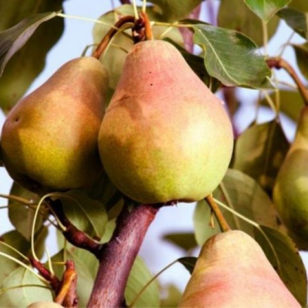 Фото 1. Груша «Феерия» в каталоге СЦ Корекозево