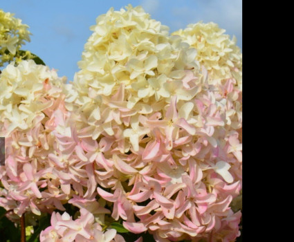 Гортензия метельчатая Скайфолл в каталоге СЦ Корекозево