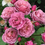 Миниатюра 1. Роза 