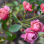 Миниатюра 2. Роза 