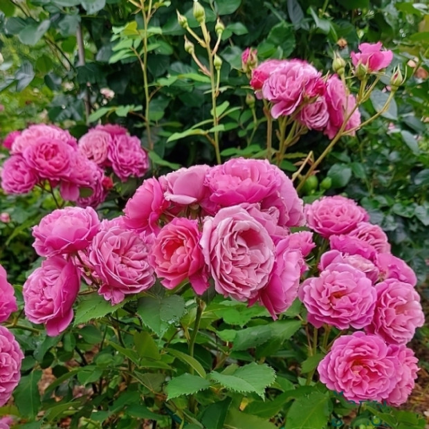 Фото 3. Роза 