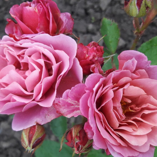 Фото 4. Роза 