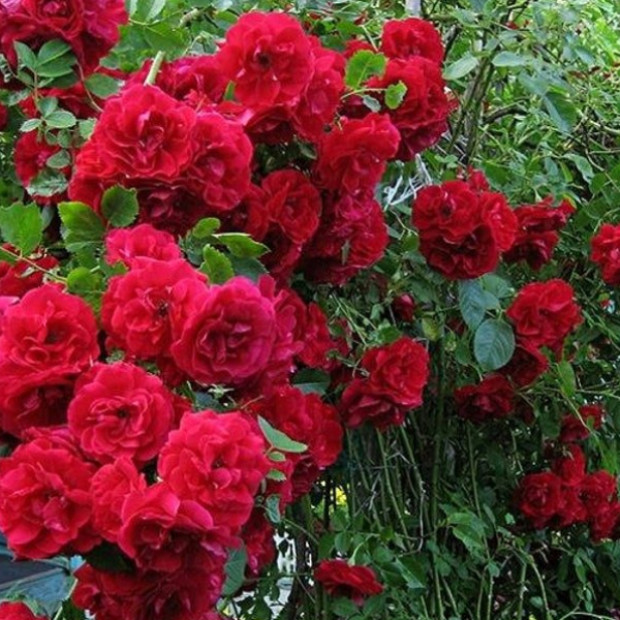 Фото 3. Роза 