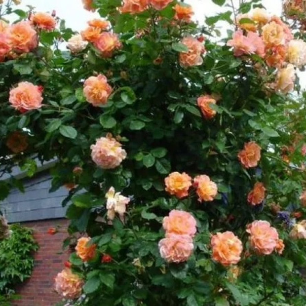 Фото 4. Роза 