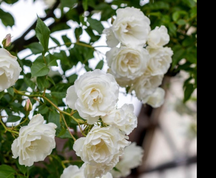 Роза Iceberg в каталоге СЦ Корекозево