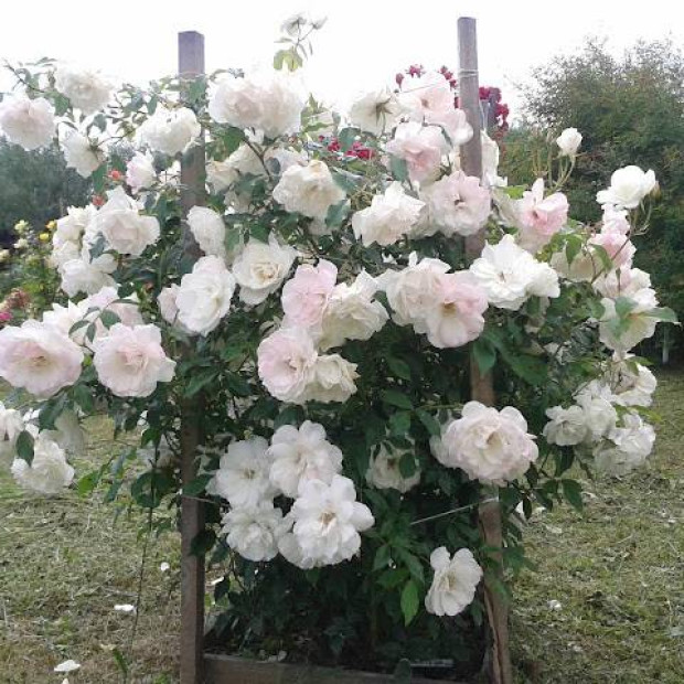 Фото 3. Роза 