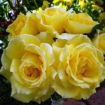 Миниатюра 1. Роза 