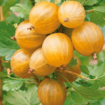 Миниатюра 1. Крыжовник «Русский Желтый» в каталоге СЦ Корекозево