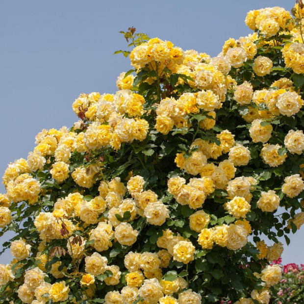 Фото 2. Роза 