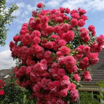 Миниатюра 3. Роза 