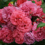 Миниатюра 4. Роза 