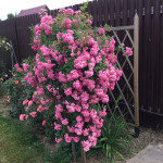 Миниатюра 3. Роза 