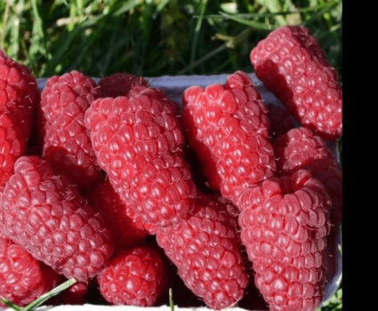 Малина ремонтантная «Гигант Московский (Московский Великан, Гигантелла)» в каталоге СЦ Корекозево