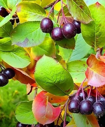 Сорбарония «Мичурина» (гибрид аронии и рябины) в каталоге СЦ Корекозево