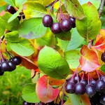 Миниатюра 1. Сорбарония «Мичурина» (гибрид аронии и рябины) в каталоге СЦ Корекозево