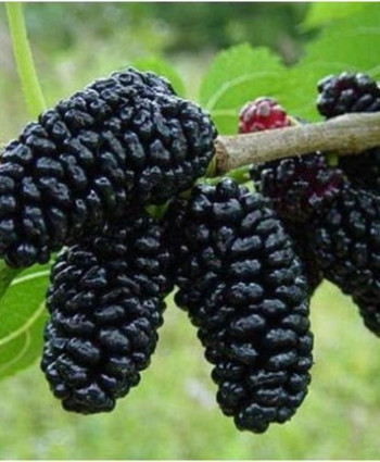 Шелковица Черная в каталоге СЦ Корекозево