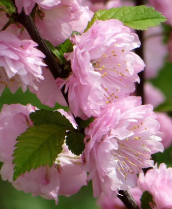 Миндаль трехлопастной «Луизеания» в каталоге СЦ Корекозево