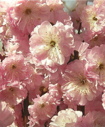 Миндаль трехлопастной «Руслана» в каталоге СЦ Корекозево