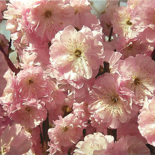 Фото 1. Миндаль трехлопастной «Руслана» в каталоге СЦ Корекозево