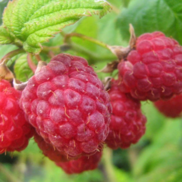 Фото 2. Малина «Солнышко» в каталоге СЦ Корекозево