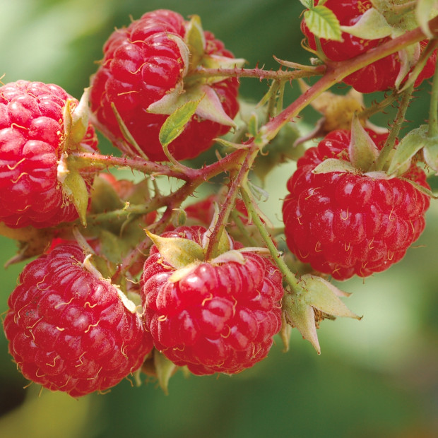Фото 1. Малина «Солнышко» в каталоге СЦ Корекозево